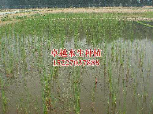 湿地1
