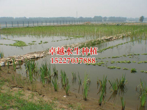 湿地