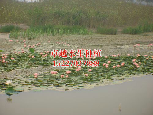 湿地2